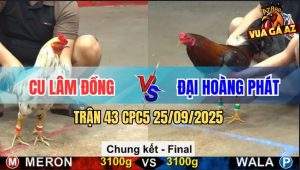 Trận 43 CPC5 25/9/2025 - Chúc Mừng Anh Cu Lâm Đồng Lên Ngôi Vô Địch