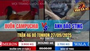 Trận 46 Bồ TonHon 27/09/2025 - Gà Bảo Sting Kém 1Kg2 Đá 3 Chân Có Kem