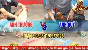 Trận 6 CPC5 11/9/2025 - Gà Úa Anh Trường Đá Phát Nào Thấm Phát Đó