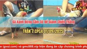 Trận 7 CPC4 1/9/2025