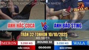 Trận 32 TonHon 10/10/2025 - Khét Cọp Bảo Sting Bị Dồn Đến Chân Tường