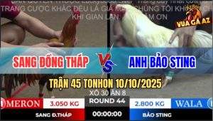 Trận 45 TonHon 10/10/2025 - Anh Sang Đồng Tháp Và Anh Bảo Sting