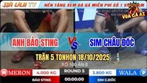 Trận 5 TonHon 18/10/2025 - Gà Anh Bảo Sting Bị Đá Lọt Bọng Bung Chạy
