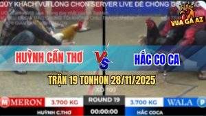 Trận 19 TonHon 28/11/2025 - Ô Ướt Đá Bo Bốp Bốp, Khét Sữa Chạy Cắm Đầu