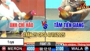 Trận 25 CPC6 4/11/2025 - Gà Xám Anh Chí Hào Chấp Đá 1 Cựa Và Cái Kết
