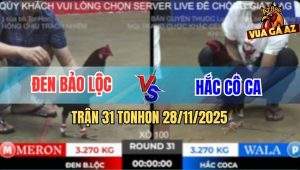 Trận 31 TonHon 28/11/2025 - Bảo Sting Thả Gà Dính 3 Cước Bưng Ra Ngoài