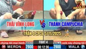 Trận 4 CPC6 5/11/2025 - Bông Nở Buổi Sáng Bướm Đụng Cái Rụng Nụ