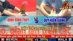 Trận 8 CPC5 26/11/2025 - Gà Que Đá Mấy Chân Úa Bung Chạy Như Ma Đuổi
