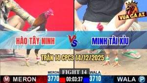 Trận 14 CPC3 14/12/2025 - Gà Úa Anh Minh Tải Cựa Quá Đẳng Cấp