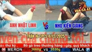 Trận 16 CPC5 4/12/2025 - Bướm Anh Nhật Linh Đá Gà Que Té Gãy Cổ