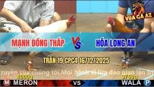 Trận 19 CPC4 16/12/2025 - Que Cọp Anh Hóa Đâm Bướm Gỡ Cựa Không Kịp
