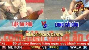 Trận 20 CPC5 2/12/2025 - Gà Điều Anh Lập Vô Kính Đá Cây Cần Gà Gà Bướm