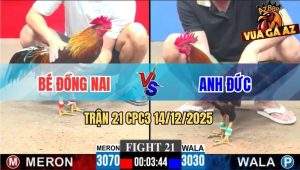 Trận 21 CPC3 14/12/2025 - Gà Anh Bé May Mắn Chuyển Bại Thành Thắng