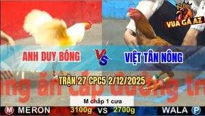 Trận 27 CPC5 3/12/2025 - Úa Chấp 1 Cựa Đâm Vàng Tàu Ra Máu Lỏng