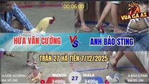 Trận 27 Hà Tiên 7/12/2025 - Bướm Hiệu Bảo Sting Đâm Cựa Bao Dính