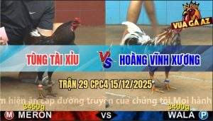Trận 29 CPC4 15/12/2025 - Điều Mật Đá 1 Cước Lấy Tiền Điều Bông Gọn Lẹ