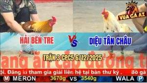 Trận 3 CPC5 6/12/2025 - Gà Xám Anh Hải Đá Tăng Đầu Bướm Chạy Bay Bồ