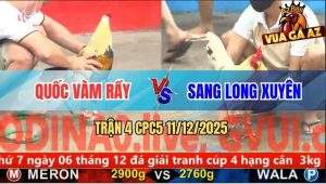 Trận 4 CPC5 11/12/2025 - Chuối Anh Quốc Đá Bướm Bay Phấp Phới
