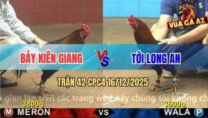 Trận 42 CPC4 16/12/2025 - Gà Điều Anh Bảy Gồng Tải Cựa Quá Tốt