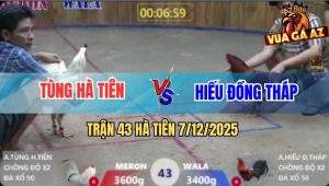 Trận 43 Hà Tiên 7/12/2025 - Gà Bướm Đá Điều Bảo Sting Không Kịp Dỡ Giò
