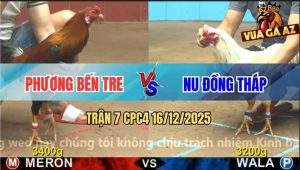 Trận 7 CPC4 16/12/2025 - Bướm Mặt Râu Anh Nu Hít Vô Đâm Điều Lìa Giò
