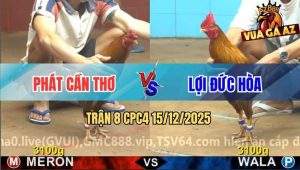Trận 8 CPC4 15/12/2025 - Gà Xám Anh Lợi Gãy Cánh Đá Gà Khét Ói Đen Đầu
