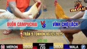 Trận 9 TonHon 10/12/2025 - Khét Đá Chân Nào Cũng Đâm Hạ Gà Úa Anh Đuôn