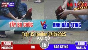 Trận 15 TonHon 3/12/2025 - Bảo Sting Thất Thủ Trước Anh Tây Ba Chúc