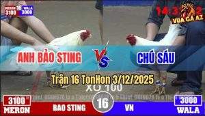 Trận 16 TonHon 3/12/2025 - Bướm Hiệu Bảo Sting Đá Úa Chú Sáu Tê Liệt