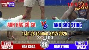 Trận 26 TonHon 3/12/2025 - Úa Hiệu Bảo Sting Đâm Gà Úa Anh Hắc Quẹo Cổ